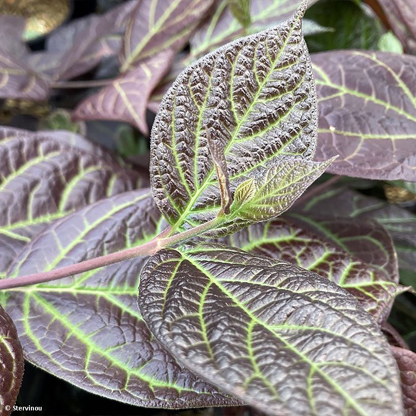 Calycanthus floridus var. purpureus Burgundy Spice- Sweetshrub (Foliage)