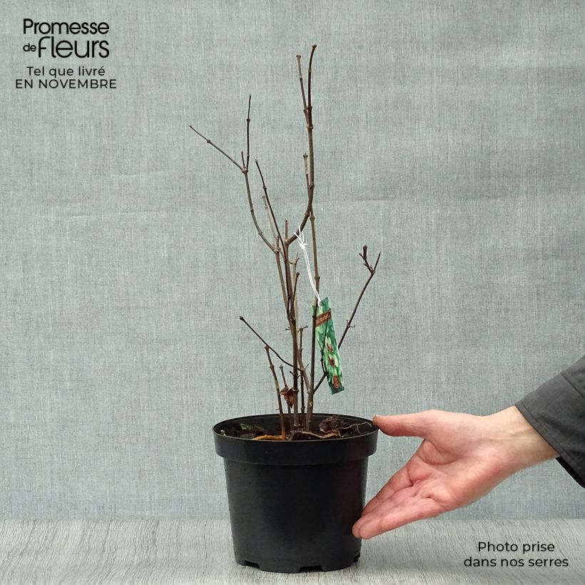 Calycanthus floridus - Sweetshrub 2L/3L pot sample as delivered in autumn