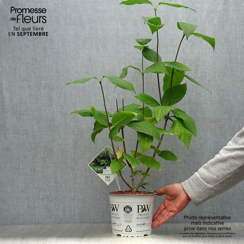 Calycanthus raulstonii Aphrodite- Sweetshrub 2L/3L pot sample as delivered in autumn