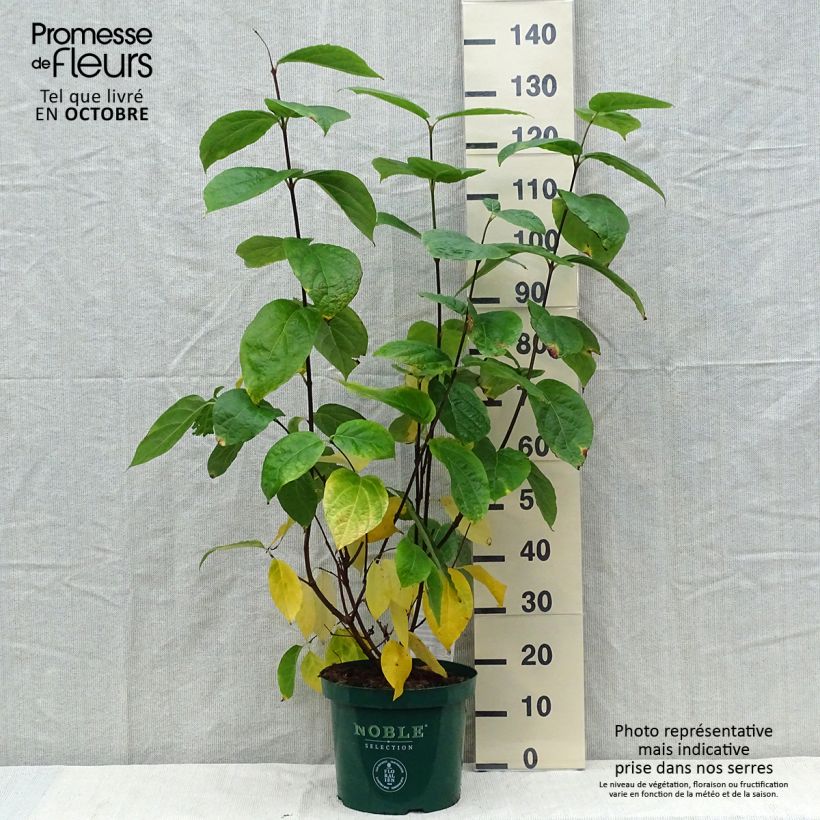 Calycanthus raulstonii Hartlage Wine- Sweetshrub 7.5L/10L pot sample as delivered in autumn