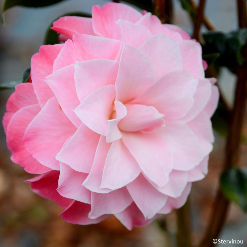 Camellia williamsii Buttons N Bows (Flowering)