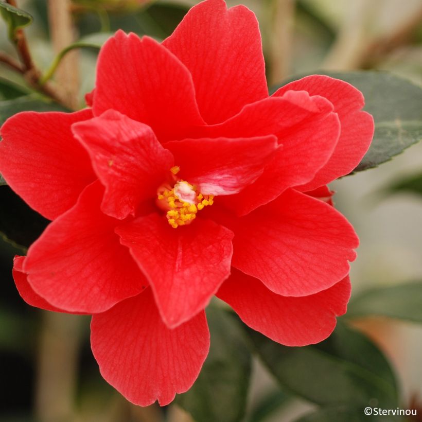 Camellia williamsii Freedom Bell (Flowering)