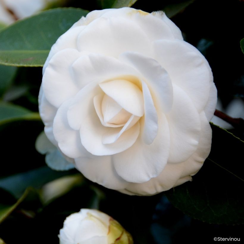 Camellia japonica Janet Waterhouse (Flowering)