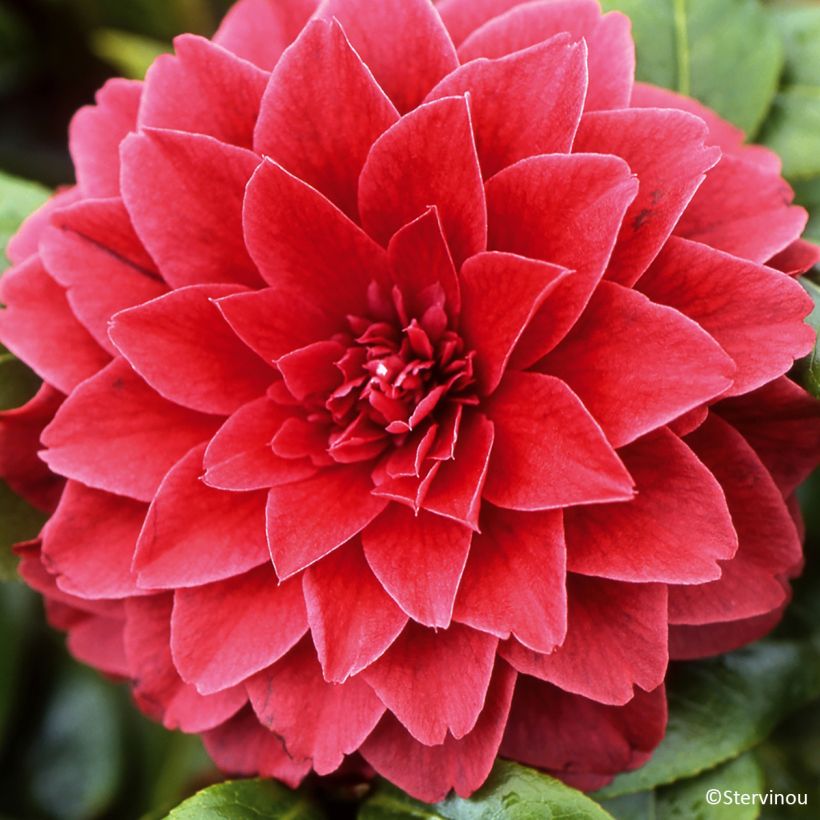 Camellia japonica Manuroa Road (Flowering)