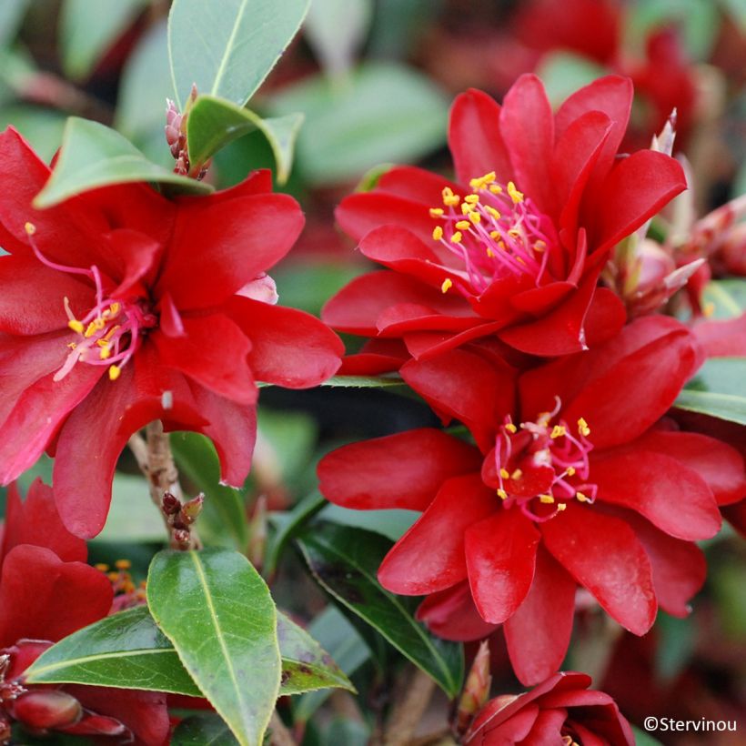 Camellia williamsii Night Rider (Flowering)