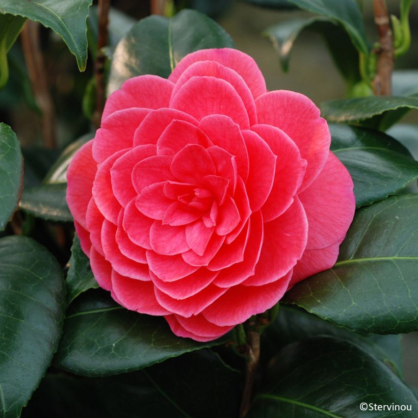 Camellia japonica Spring Formal (Flowering)