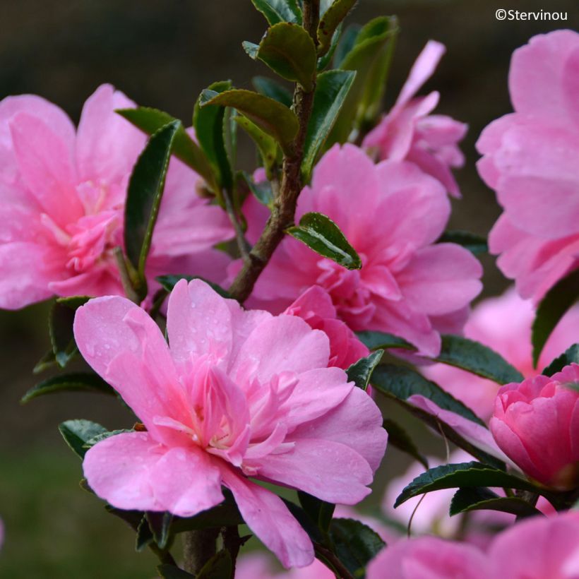 Camellia hiemalis Elfin rose (Flowering)