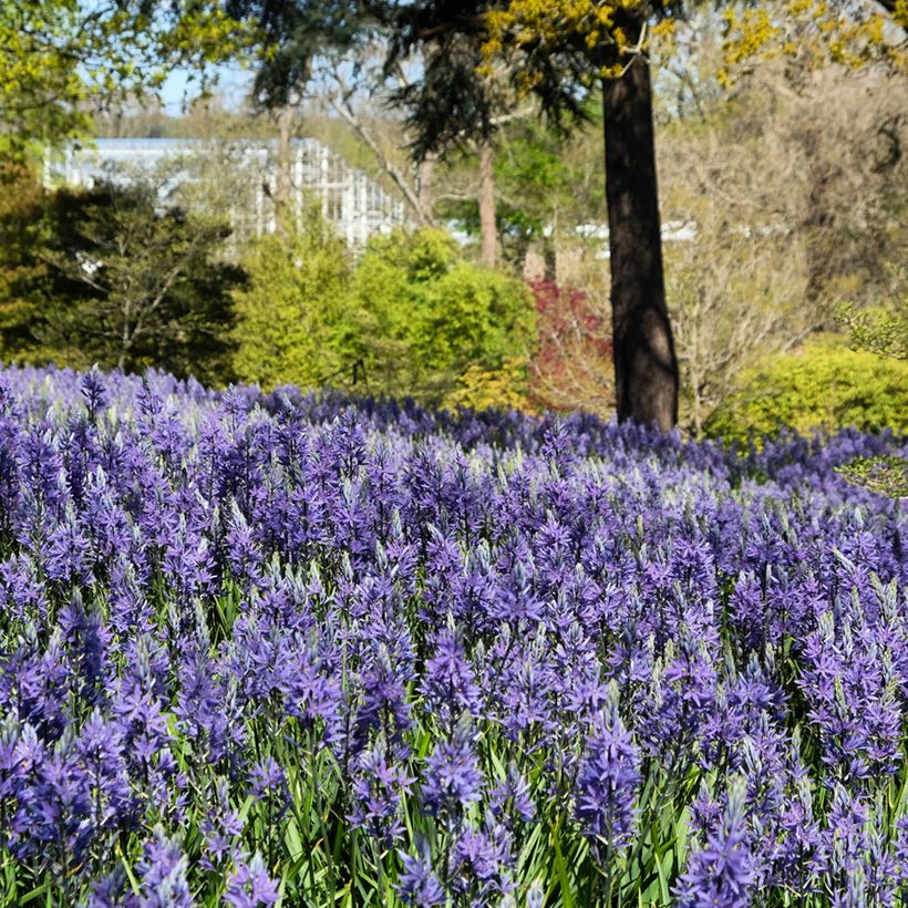 Camassia quamash Blue Melody (Plant habit)