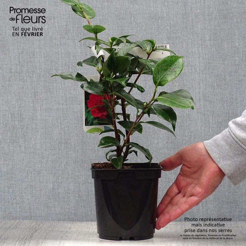 Camellia japonica Blood of China 2L/3L pot sample as delivered in autumn