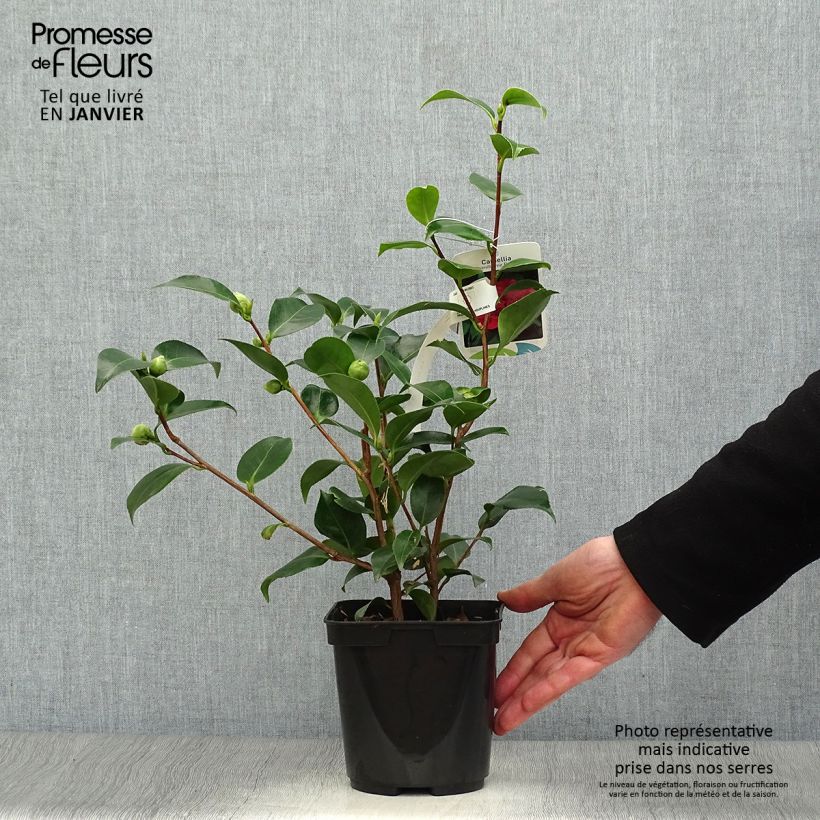 Camellia japonica Blood of China 2L/3L pot sample as delivered in winter