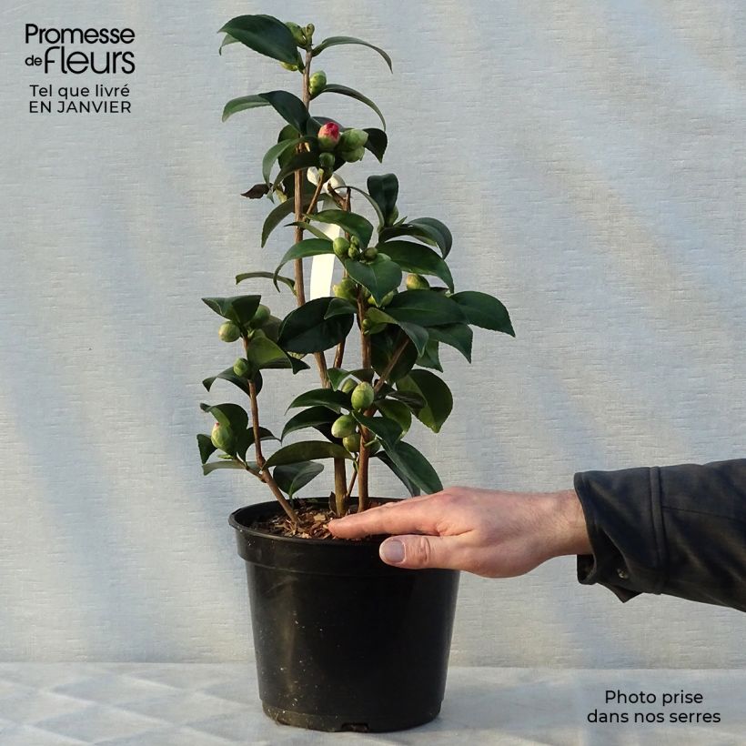 Camellia japonica Coquetti 4L/5L pot sample as delivered in winter