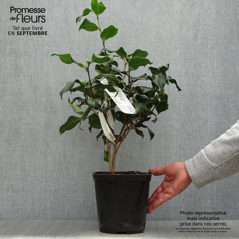 Camellia japonica Dainty California 2L/3L pot sample as delivered in autumn