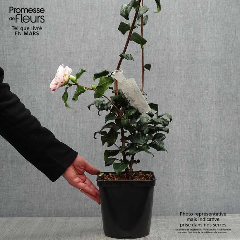 Camellia japonica Dainty California 2L/3L pot sample as delivered in spring
