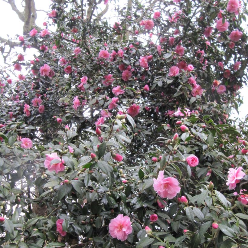 Camellia williamsii Donation (Flowering)