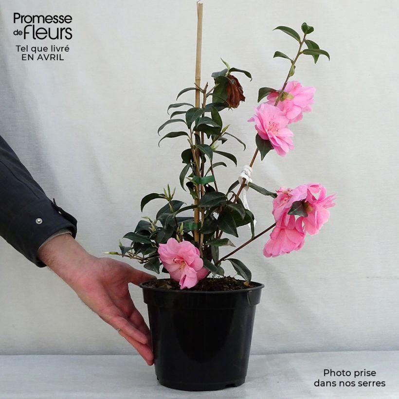 Camellia  williamsii Donation 2L/3L pot sample as delivered in spring