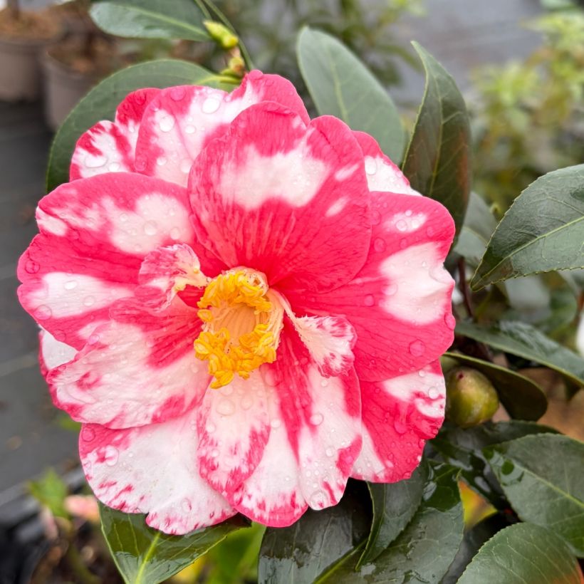 Camellia japonica Donckelarii (Flowering)