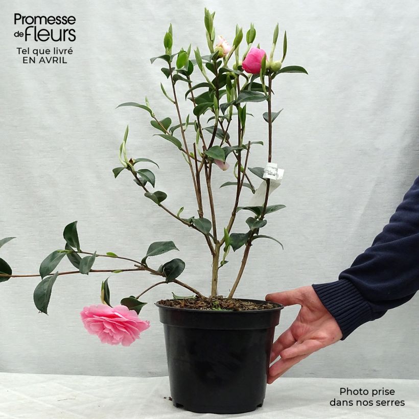 Camellia williamsii EG Waterhouse 4L/5L pot sample as delivered in spring