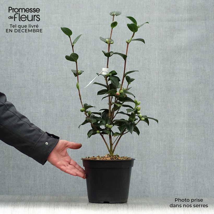 Camellia williamsii EG Waterhouse 4L/5L pot sample as delivered in winter