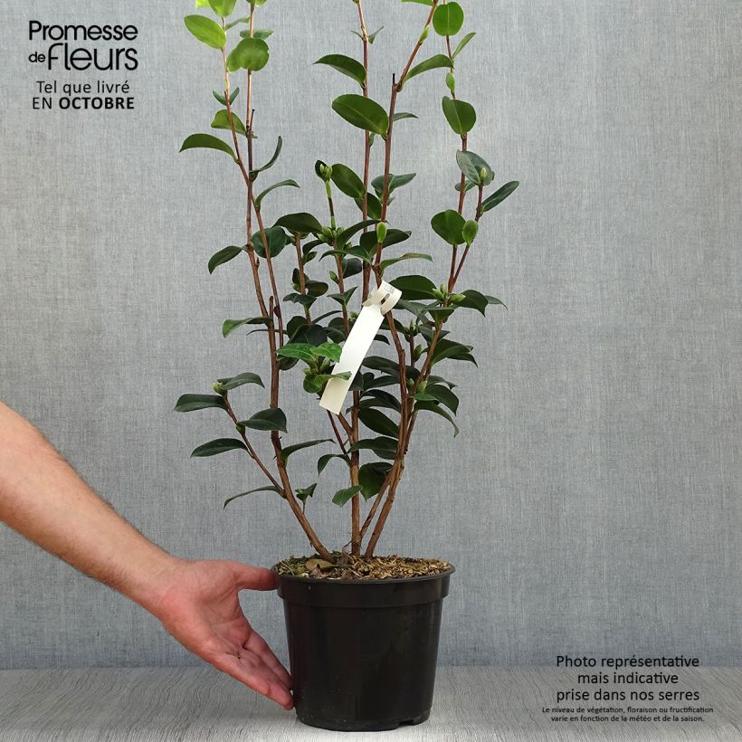 Camellia williamsii EG Waterhouse 4L/5L pot sample as delivered in autumn