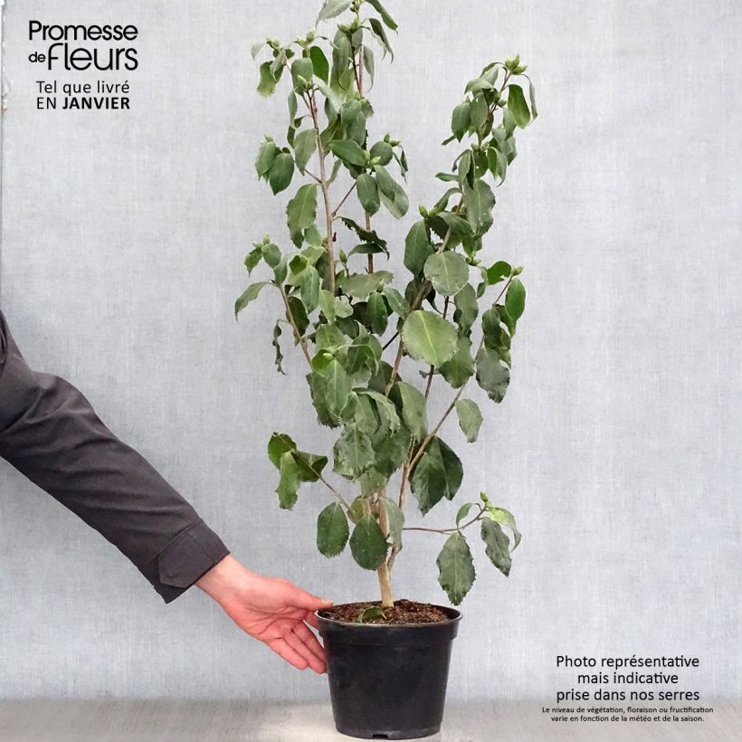 Camellia japonica Holly Bright 4L/5L pot sample as delivered in winter