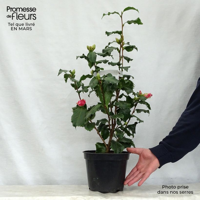 Camellia japonica Holly Bright 4L/5L pot sample as delivered in spring