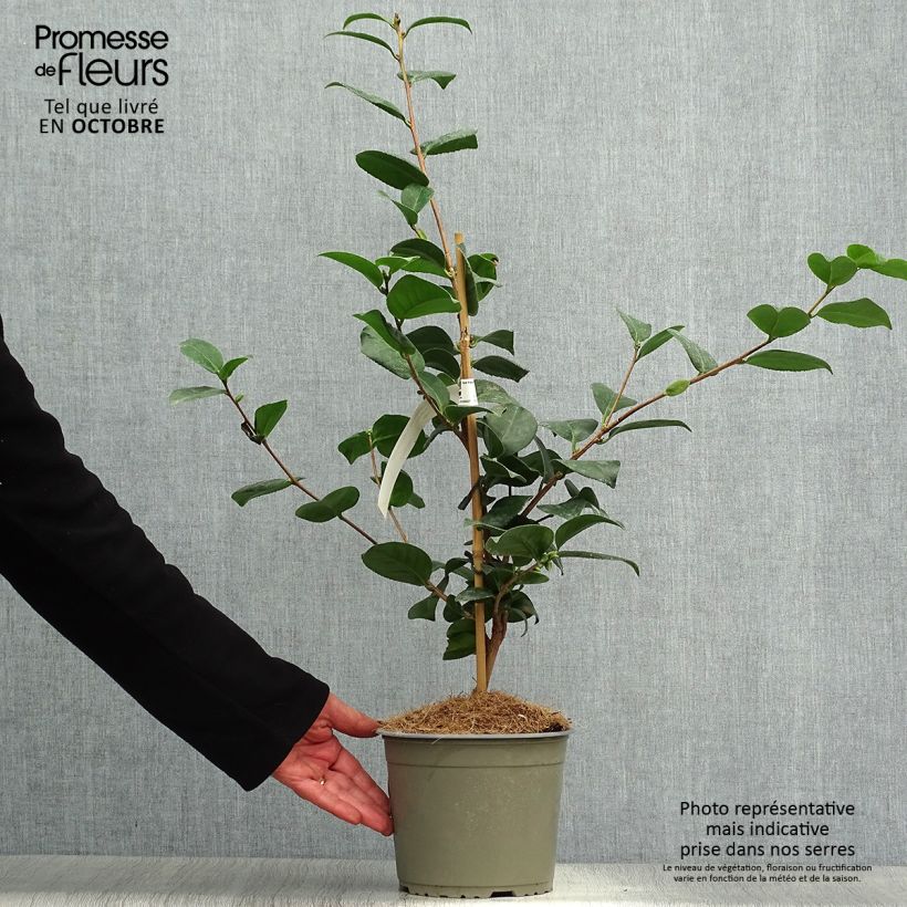 Camellia japonica Lady Campbell 3L/4L pot sample as delivered in autumn
