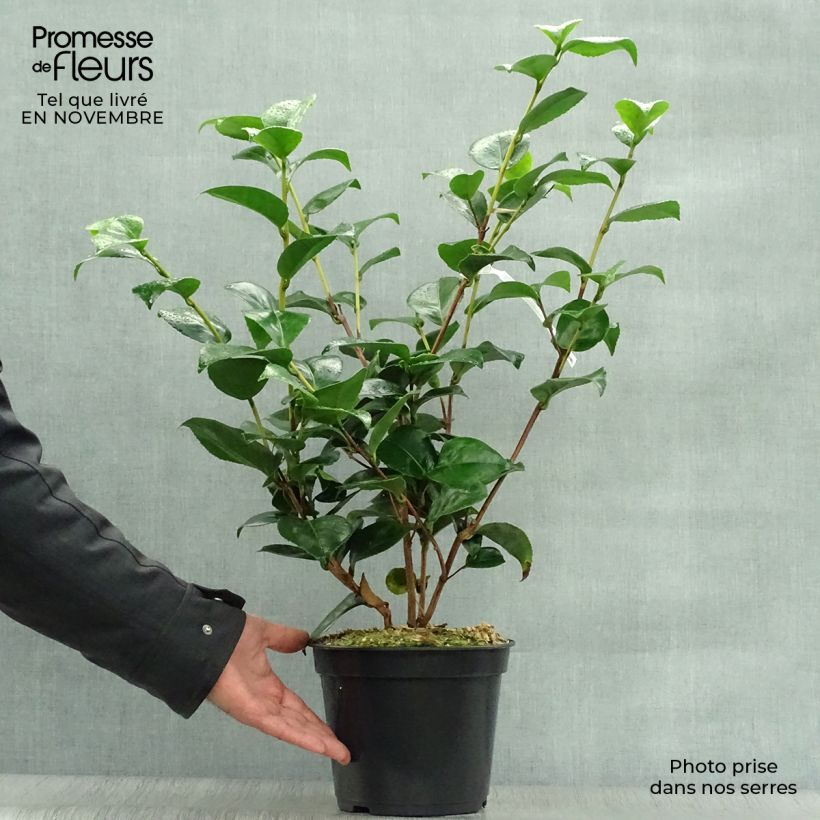 Camellia japonica Lavinia Maggi 3L/4L pot sample as delivered in autumn