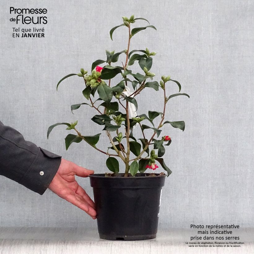 Camellia japonica Lipstick 4L/5L pot sample as delivered in winter