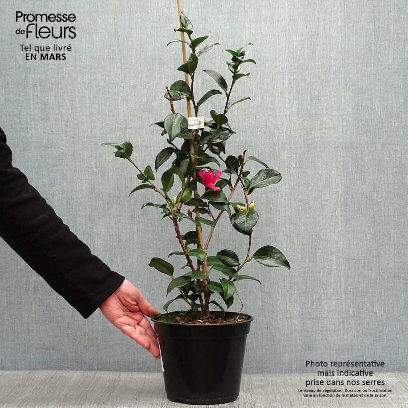 Camellia williamsii Lucky Star 4L/5L pot sample as delivered in spring