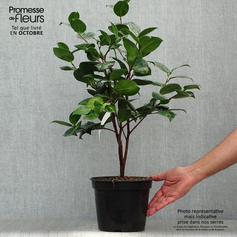Camellia japonica Margaret Davis 3L/4L pot sample as delivered in autumn