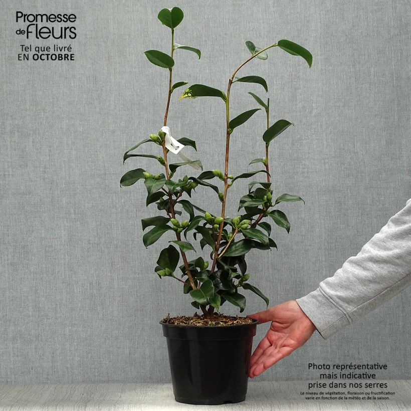 Camellia japonica Midnight Variegated 4L/5L pot sample as delivered in autumn