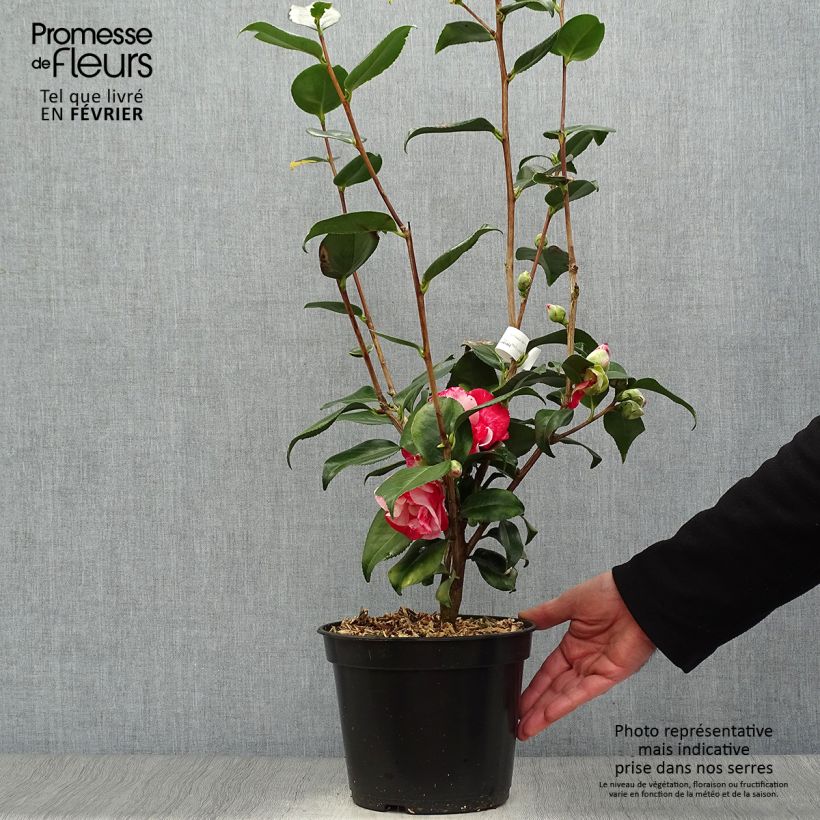 Camellia japonica Midnight Variegated 4L/5L pot sample as delivered in winter