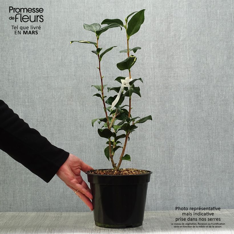 Camellia japonica Midnight Variegated 4L/5L pot sample as delivered in spring