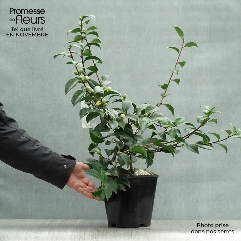 Camellia japonica Mrs Tingley 3L/4L pot sample as delivered in autumn