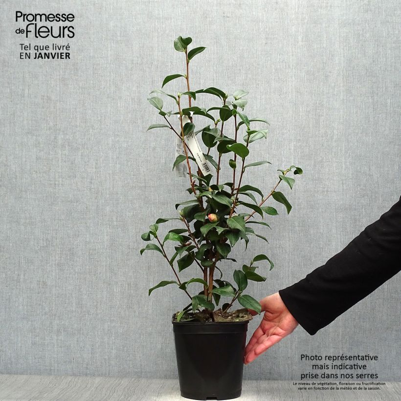 Camellia japonica Mrs Tingley 3L/4L pot sample as delivered in winter