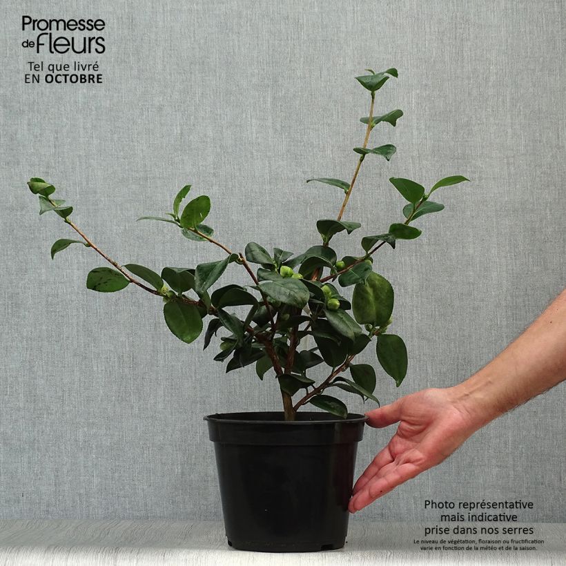 Camellia japonica de Higo Okan 4L/5L pot sample as delivered in autumn