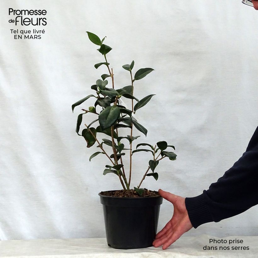 Camellia japonica Robert Lasson 4L/5L pot sample as delivered in spring