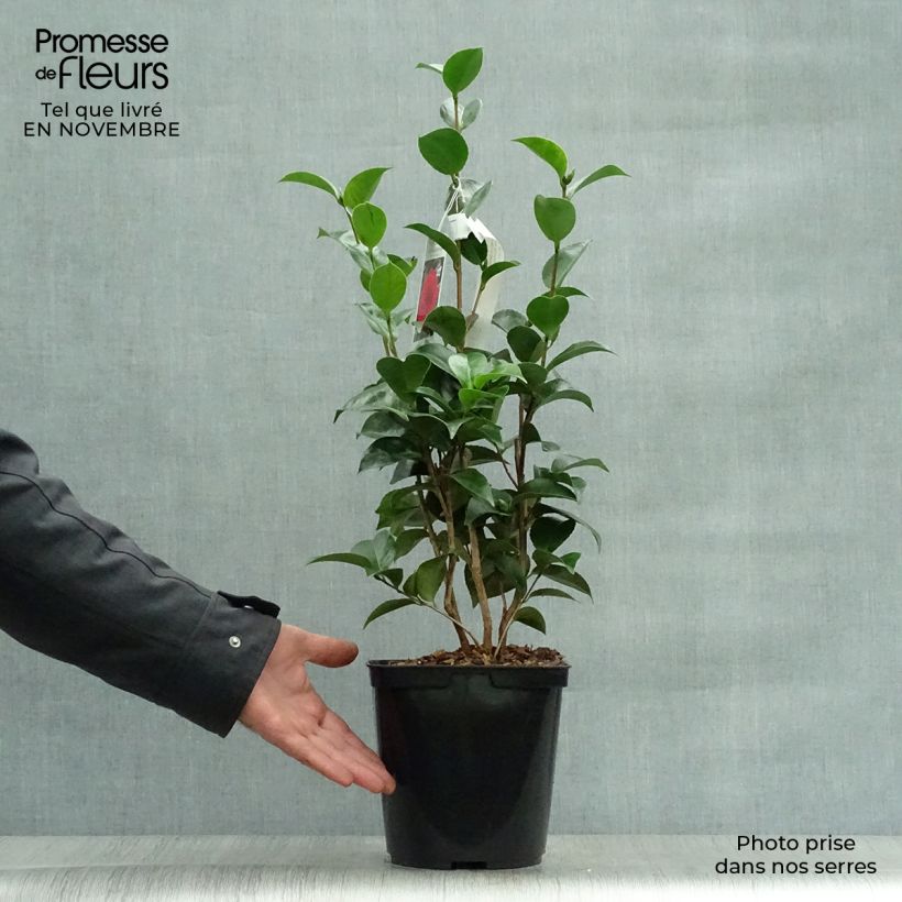 Camellia japonica Roger Hall 3L/4L pot sample as delivered in autumn