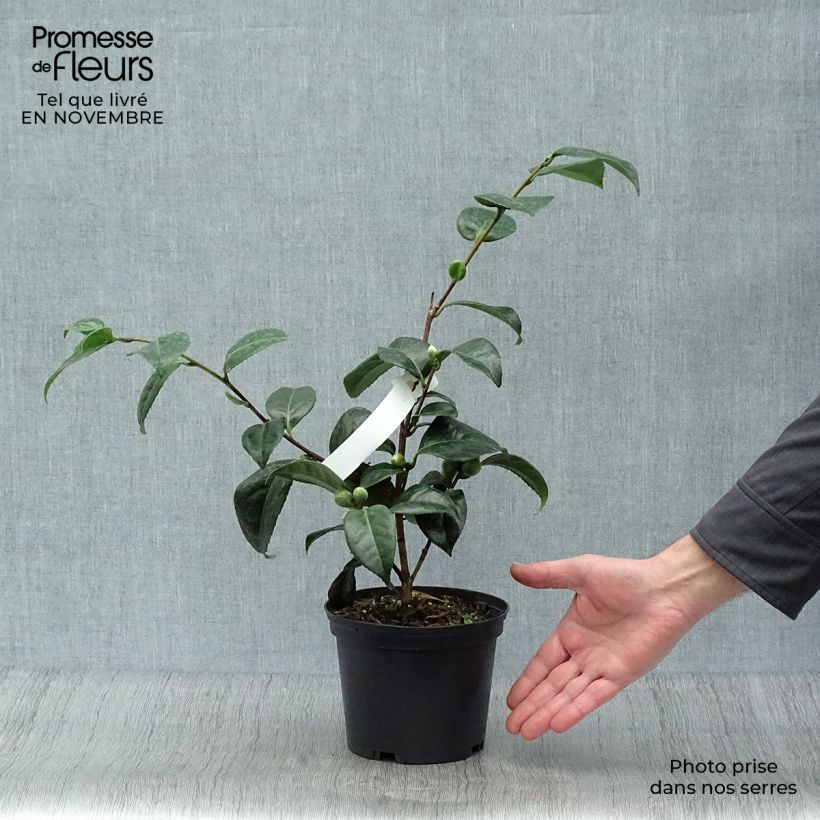 Camellia japonica San Dimas 2L/3L pot sample as delivered in autumn