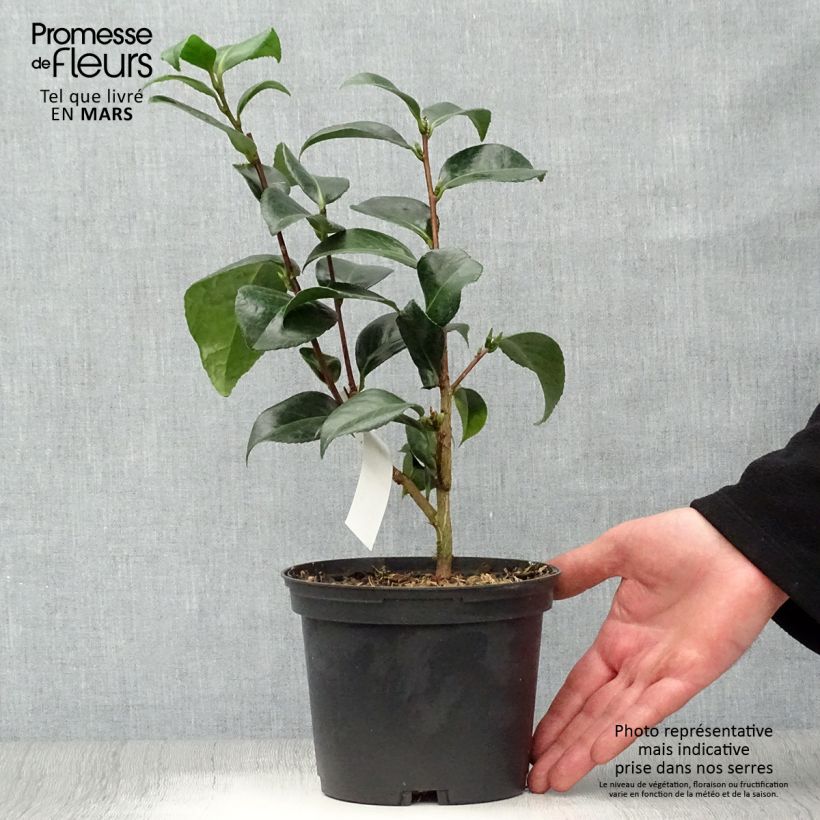 Camellia japonica San Dimas 2L/3L pot sample as delivered in spring