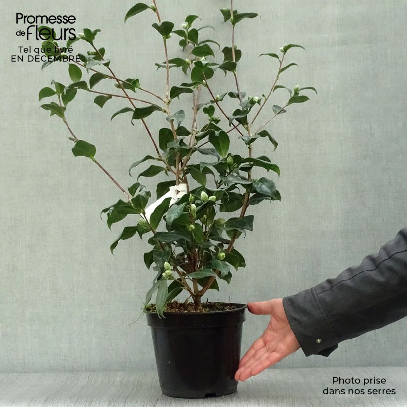 Camellia japonica Sunny Side 4L/5L pot sample as delivered in winter
