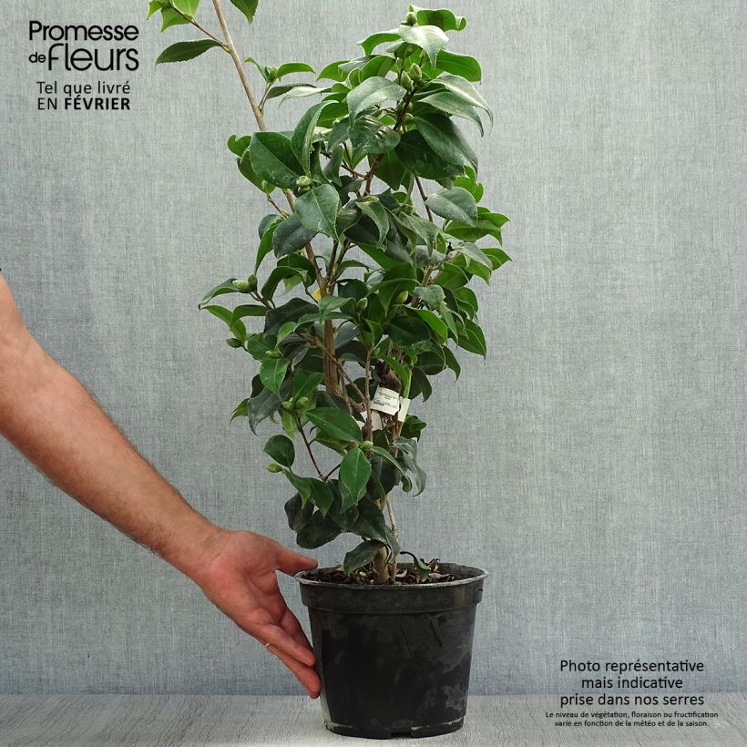 Camellia japonica Sunny Side 4L/5L pot sample as delivered in autumn