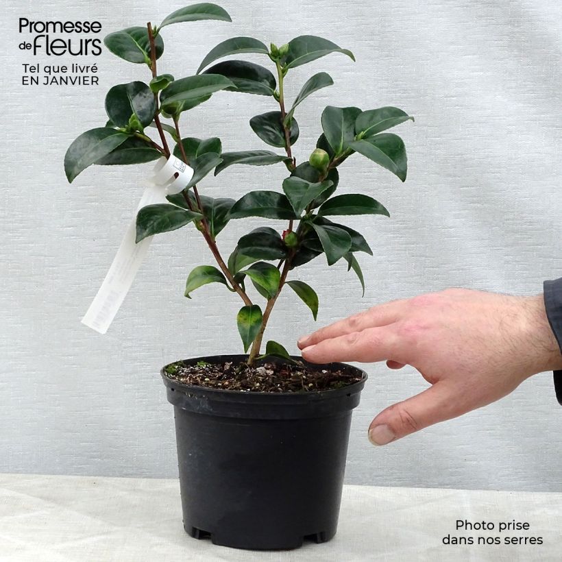 Camellia japonica Volunteer 2L/3L pot sample as delivered in winter
