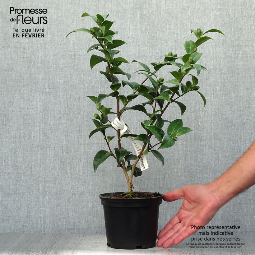Camellia japonica Volunteer 2L/3L pot sample as delivered in autumn