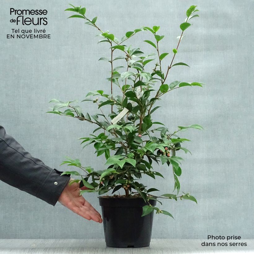 Camellia Cinnamon Cindy 3L/4L pot sample as delivered in autumn