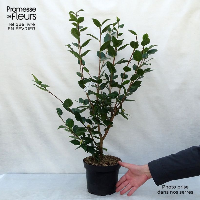 Camellia lutchuensis High Fragrance 3L/4L pot sample as delivered in winter