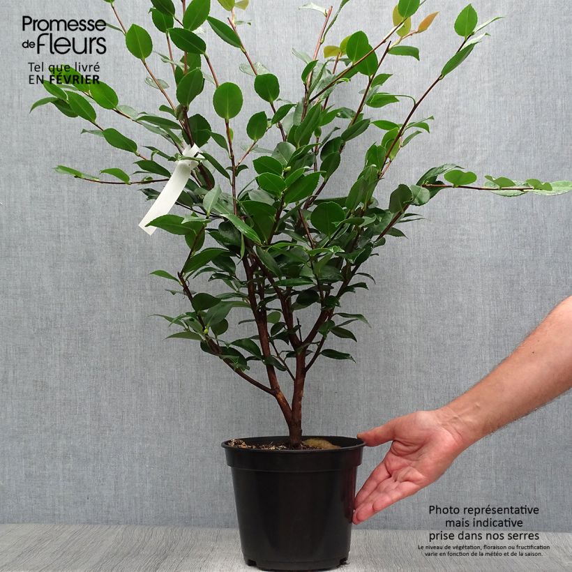 Camellia lutchuensis High Fragrance 3L/4L pot sample as delivered in autumn