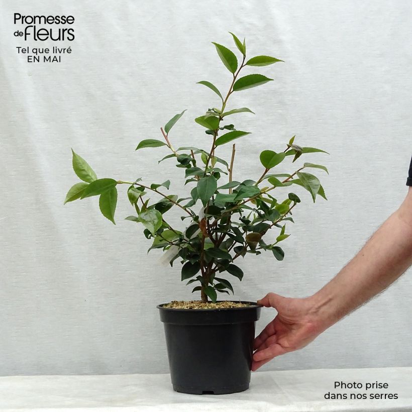 Camellia lutchuensis High Fragrance 3L/4L pot sample as delivered in spring