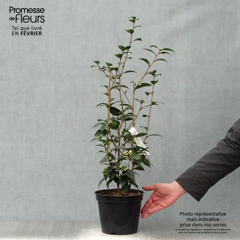Camellia Spring Festival 3L/4L pot sample as delivered in winter