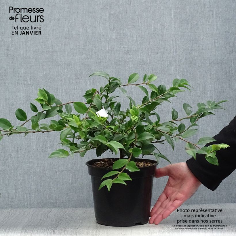 Camellia lutchuensis Sweet Emily Kate 4L/5L pot sample as delivered in winter